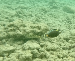 Thalassoma trilobatum