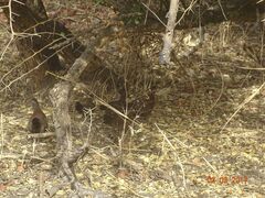 Ptilopachus petrosus