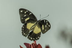 Papilio dardanus