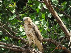 Buteo auguralis