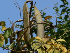 Oroxylum indicum