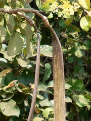 Oroxylum indicum