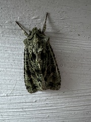 Ichneutica plena