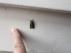 Ichneutica plena