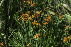 Crocosmia aurea