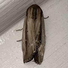 Leucania stenographa