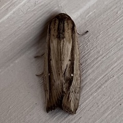 Leucania stenographa