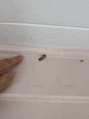 Leucania stenographa