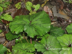 Petasites formosanus