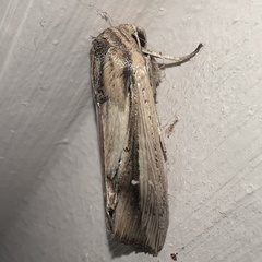 Leucania stenographa