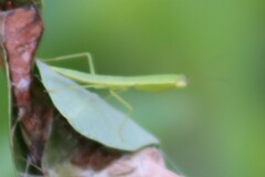 Orthodera