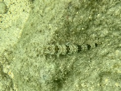 Synodus dermatogenys