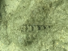 Synodus dermatogenys