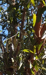 Acanthiza pusilla