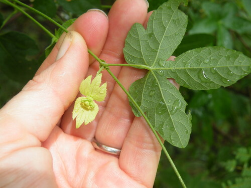 Image of Dalechampia capensis by (c) Antoinette Eyssell Knox, some rights reserved (CC BY-SA)