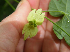 Dalechampia capensis