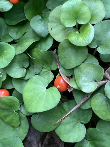 snake pennywort