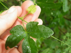 Dalechampia capensis