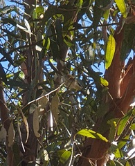 Acanthiza pusilla