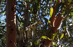 Acanthiza pusilla