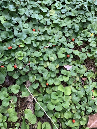 snake pennywort