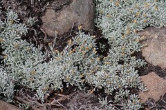 Helichrysum argyrophyllum