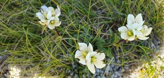 Gentianella bellidifolia