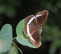 Eurytela hiarbas angustata