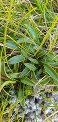 Gentianella bellidifolia