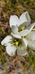 Gentianella bellidifolia