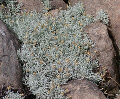 Helichrysum argyrophyllum