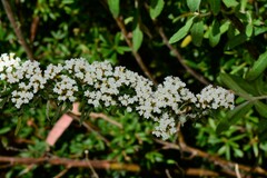 Ozothamnus cuneifolius