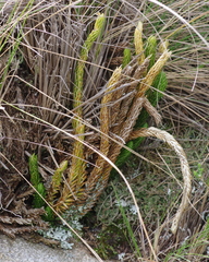 Phlegmariurus saururus