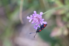 Zygaena filipendulae
