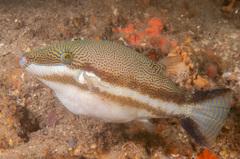 Canthigaster callisterna