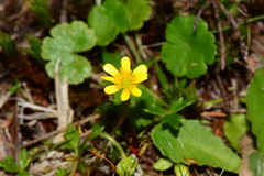 Ranunculus collinus
