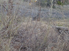 Pternistis bicalcaratus