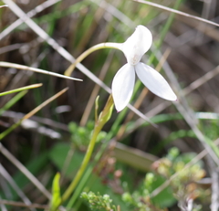 Brownleea macroceras