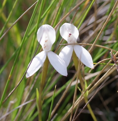 Brownleea macroceras
