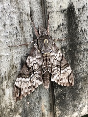 Psilogramma papuensis