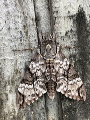 Psilogramma papuensis