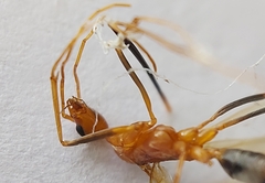 Leptomyrmex rufipes