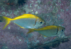 Schuettea scalaripinnis
