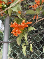 Pyrostegia