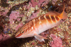 Hypoplectrodes maccullochi