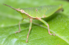 Tagasta