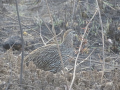 Pternistis bicalcaratus