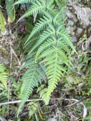 Pseudophegopteris subaurita