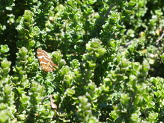 Chrysolarentia
