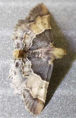 Pyralis pictalis